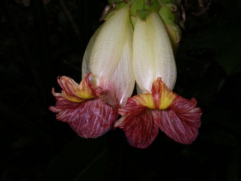 Costus bracteatus flower