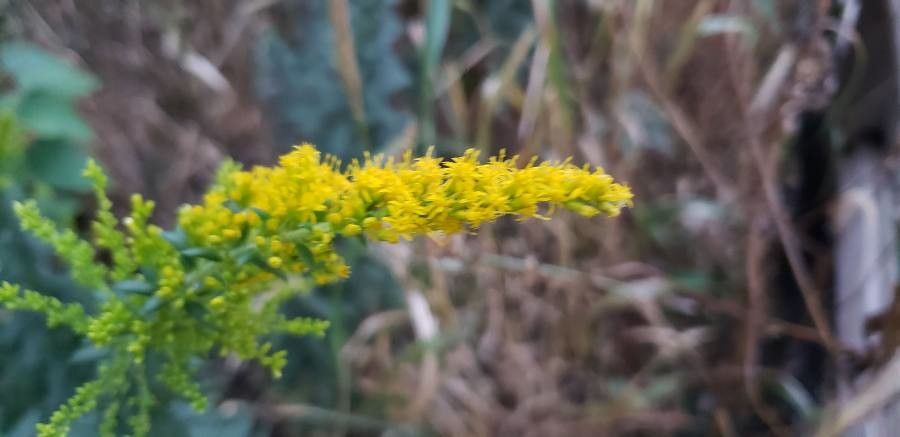 Solidago velutina flower