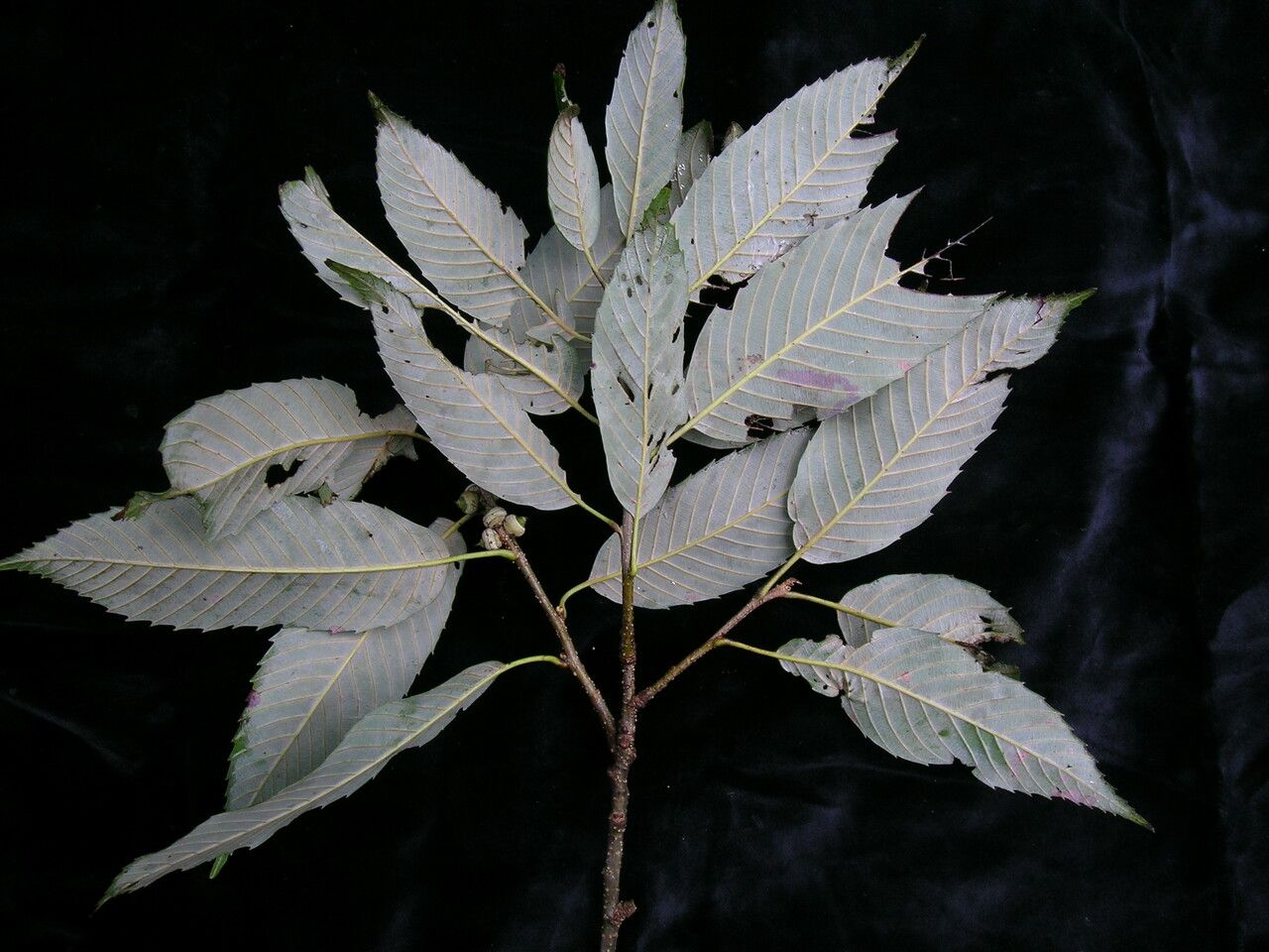 Quercus oxyodon — search result for 'Fagaceae'