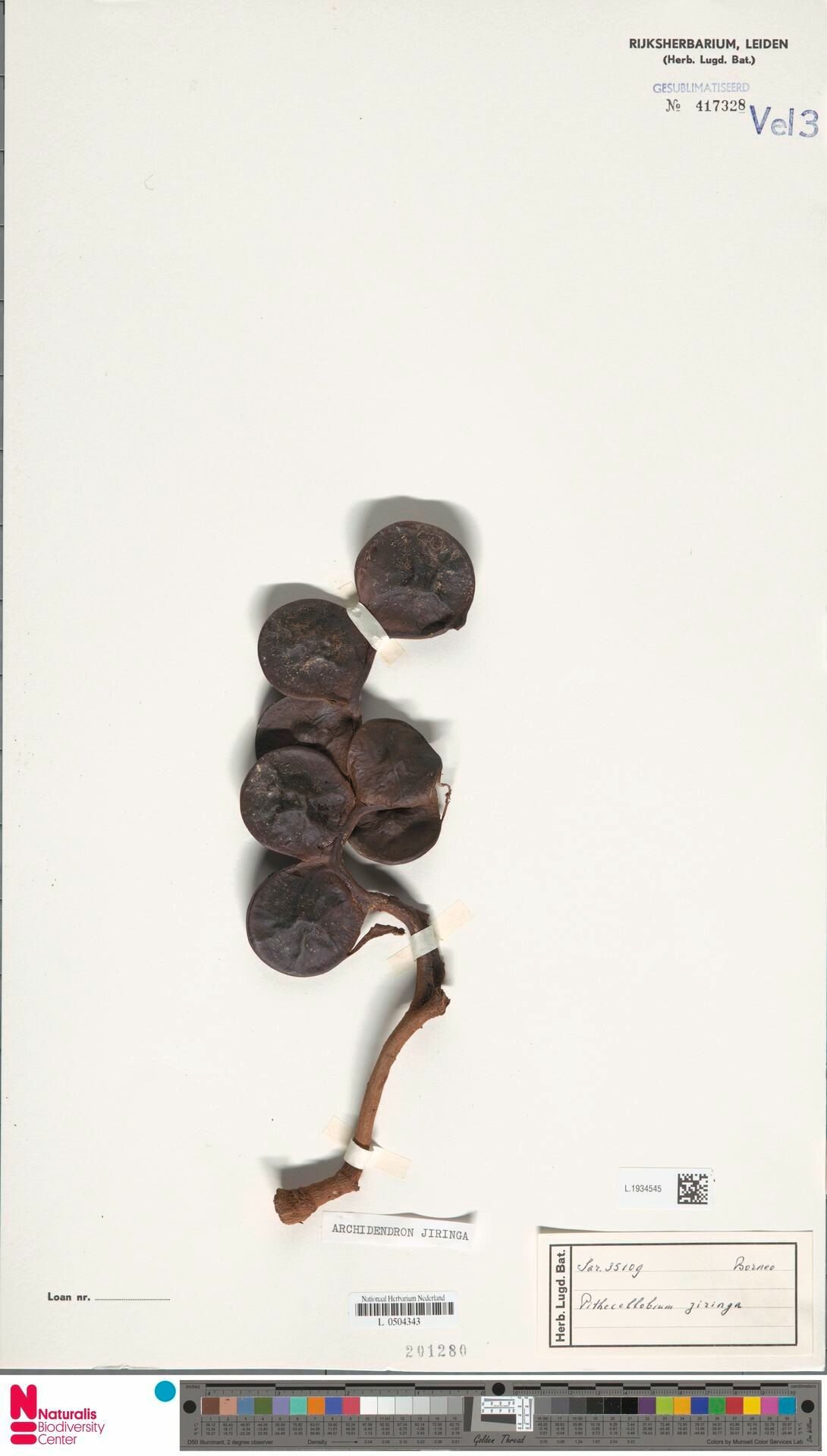 Archidendron jiringa fruit