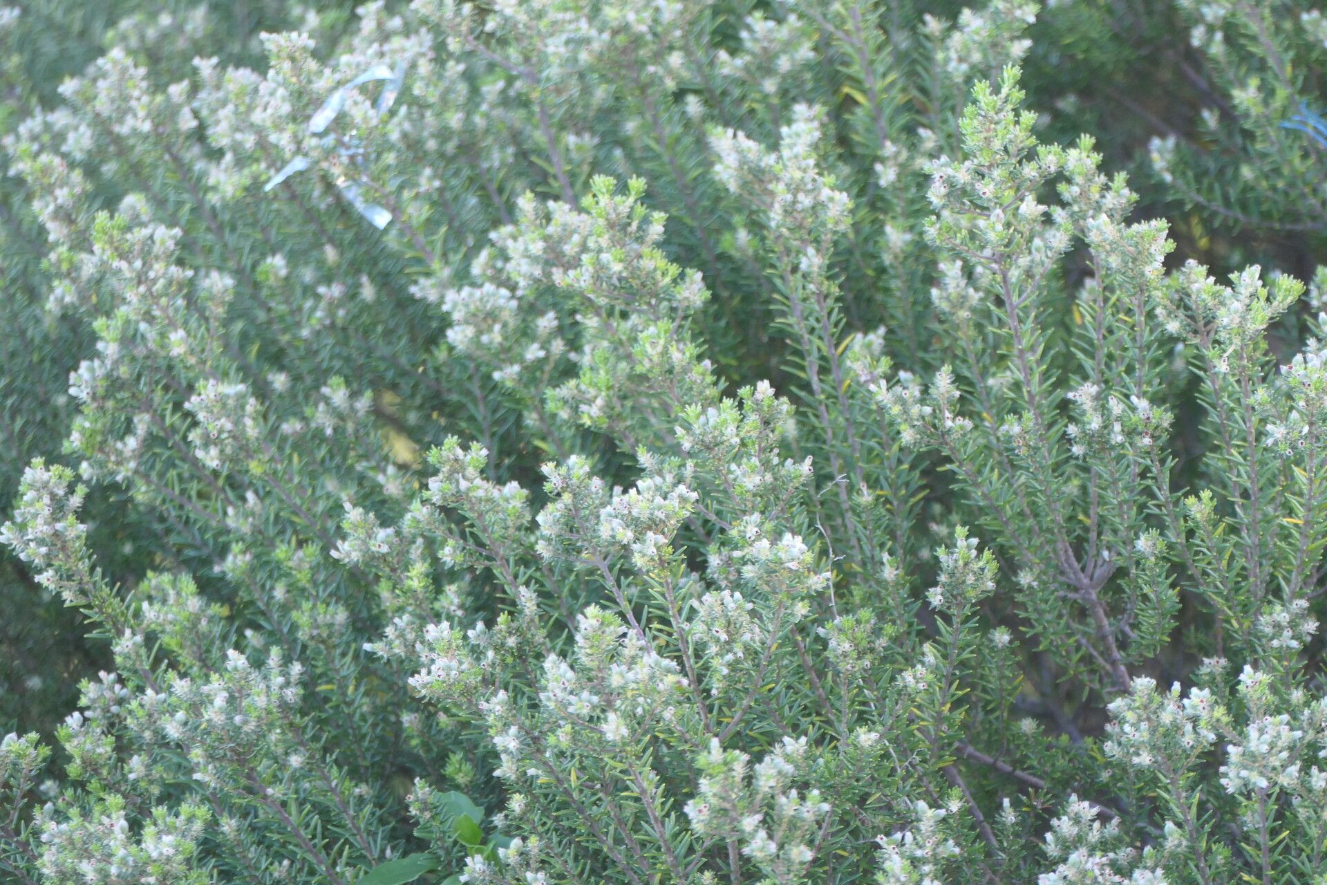 Phylica axillaris habit