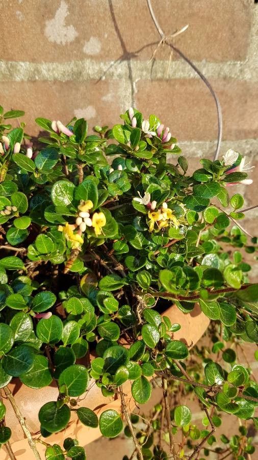 Lonicera crassifolia flower