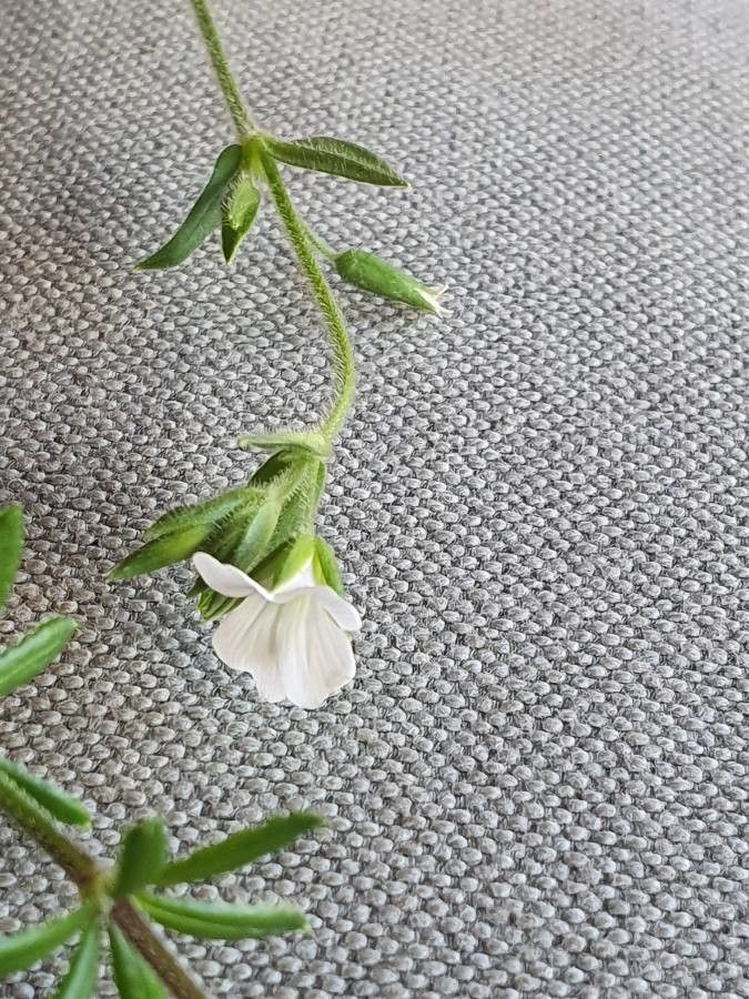 Galium kenyanum flower
