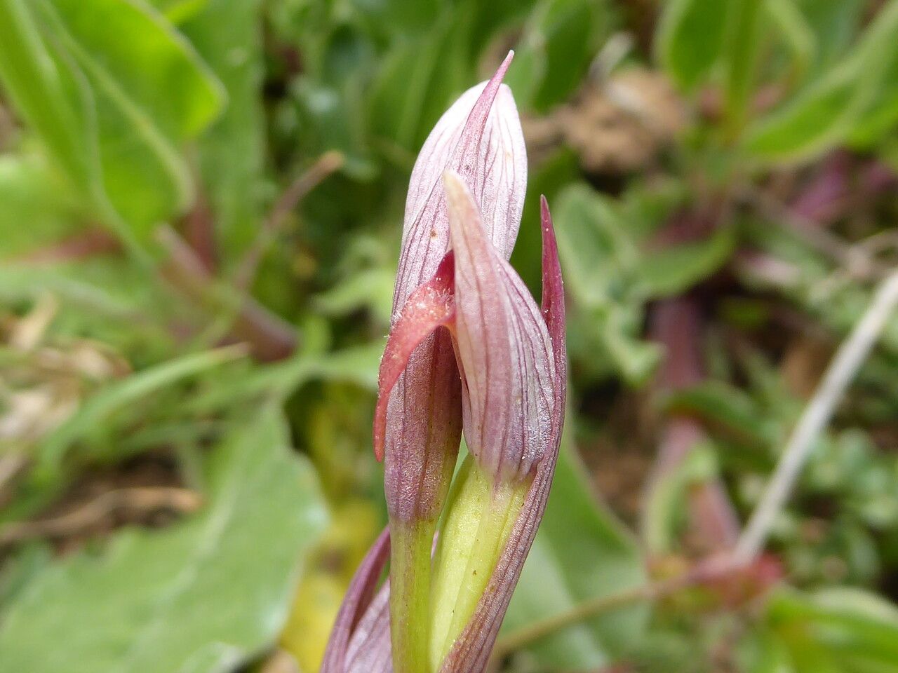 Serapias parviflora flower