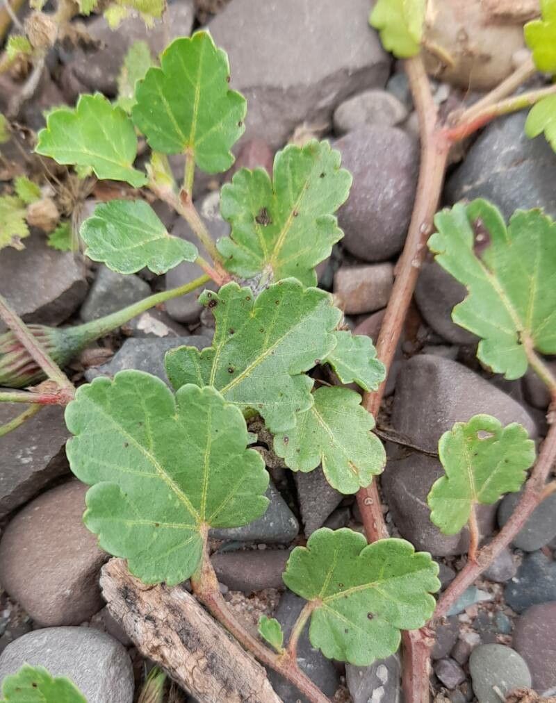 Cienfuegosia hispida — related species from the same genus