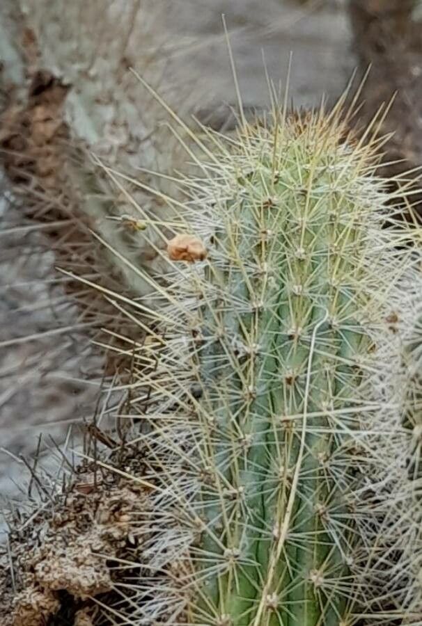 Cleistocactus smaragdiflorus leaf