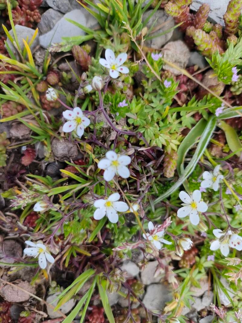 Arenaria obtusiflora — houseplant care guide