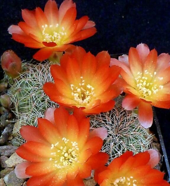 Aylostera deminuta flower