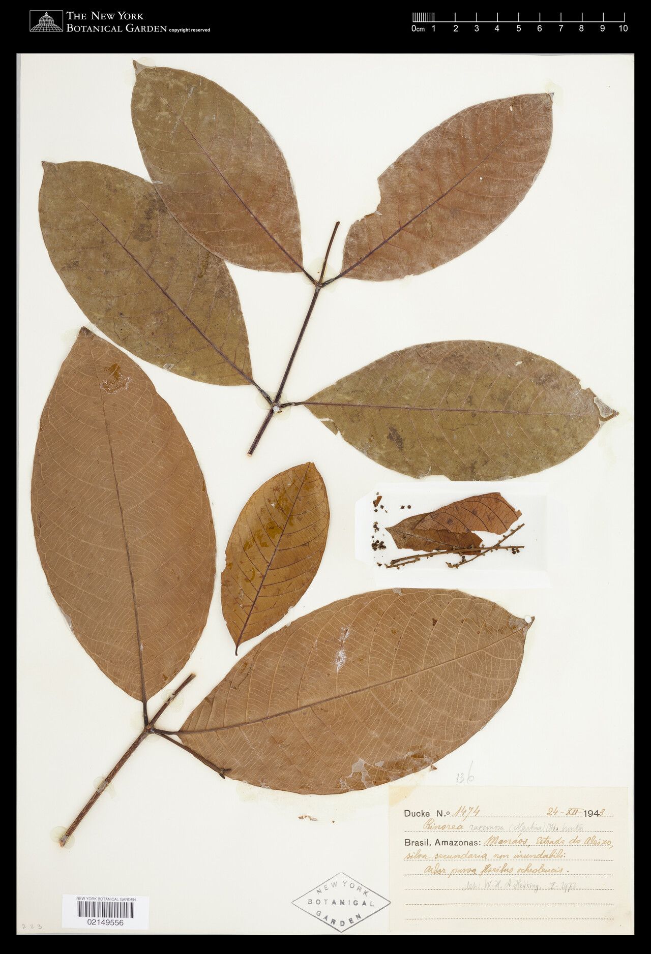 Rinorea racemosa other