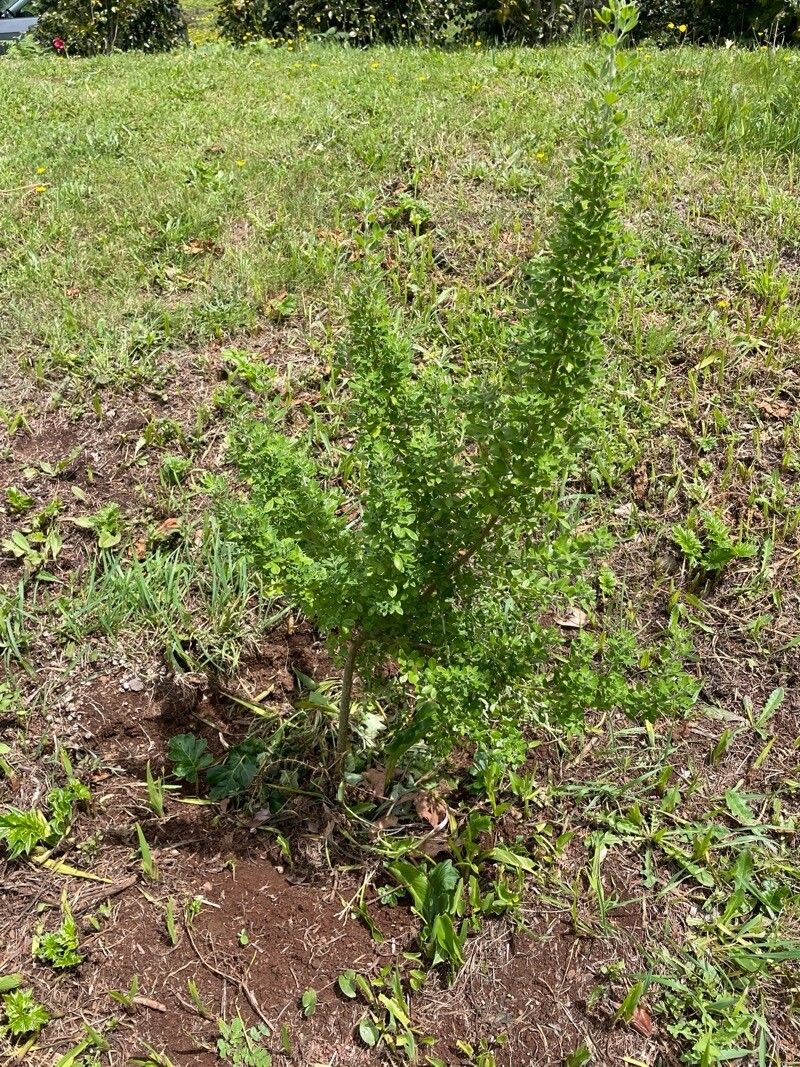 Genista tenera — search result for 'Genista'