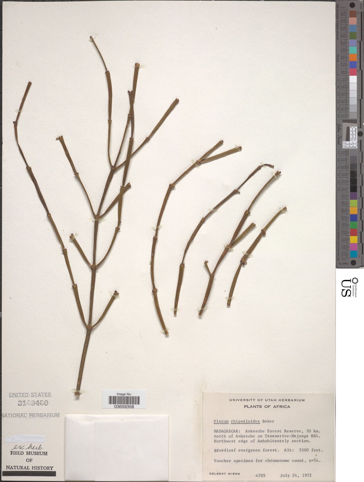 Viscum rhipsaloides — houseplant care guide