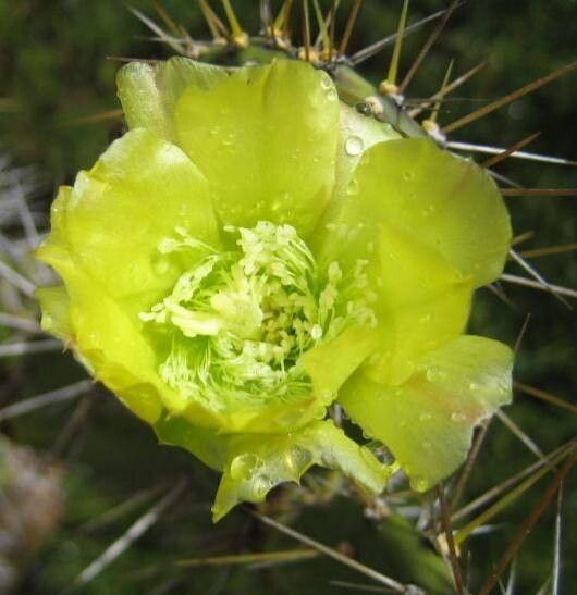 Opuntia caracassana flower