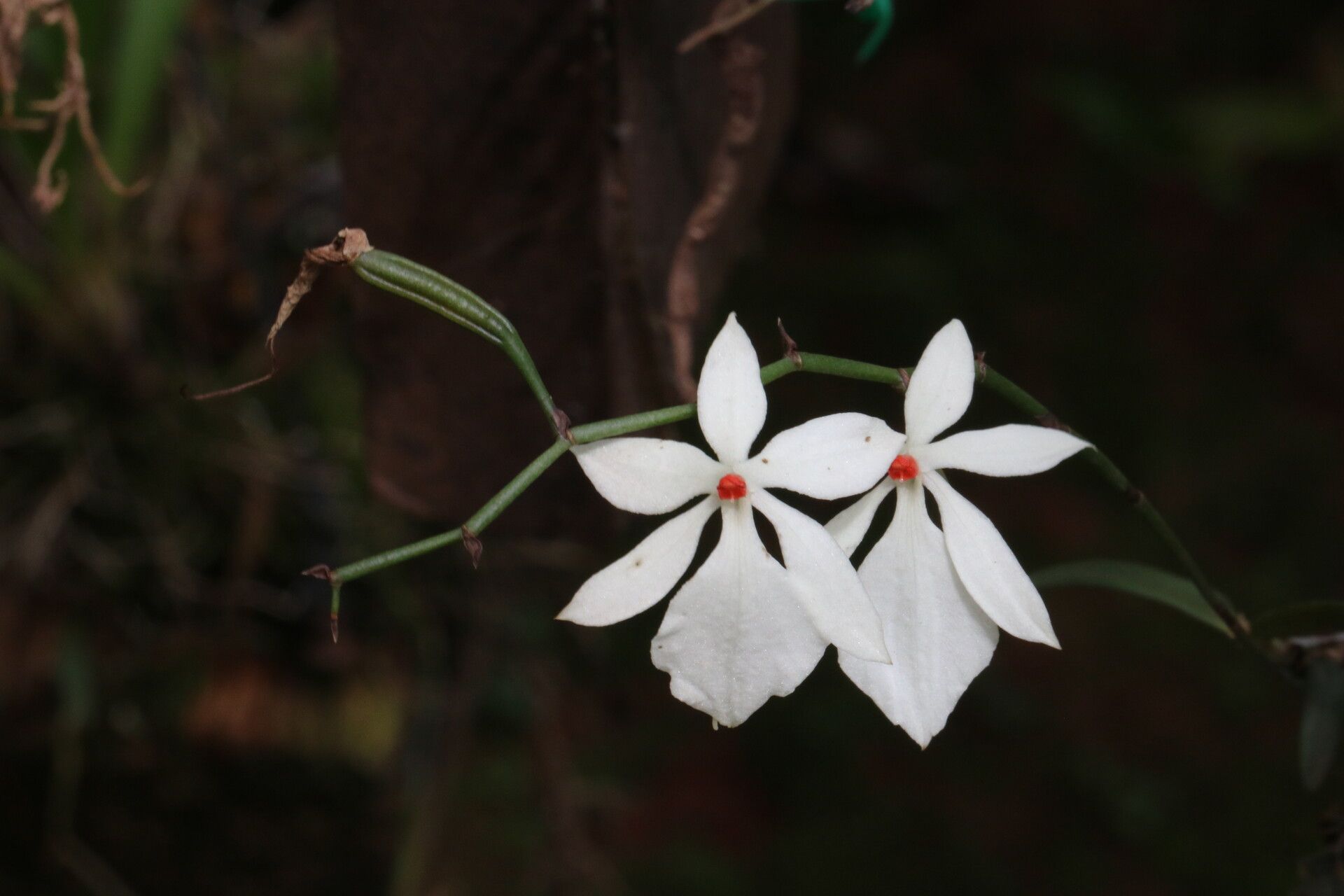 Aerangis luteoalba flower