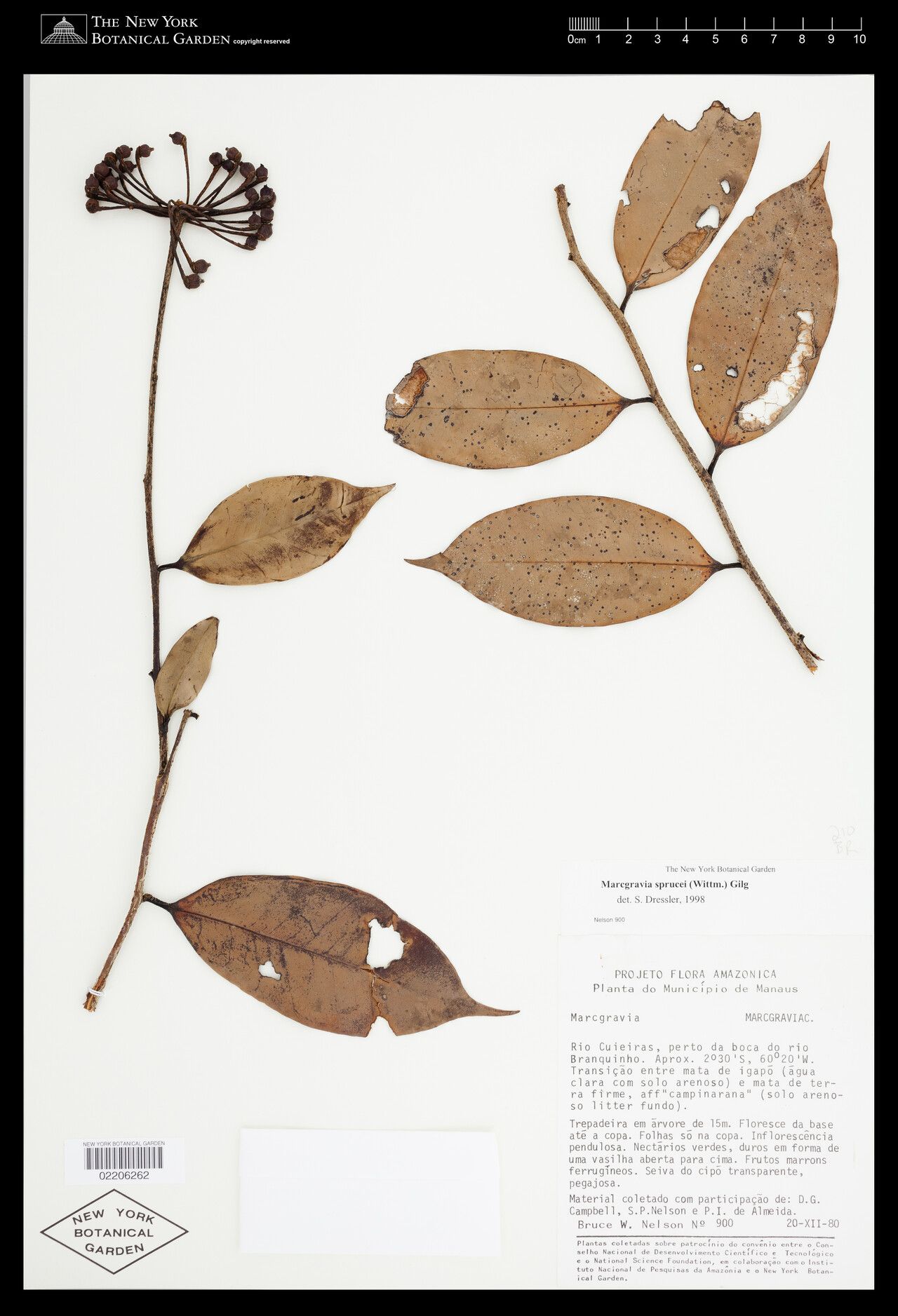 Marcgravia sprucei leaf