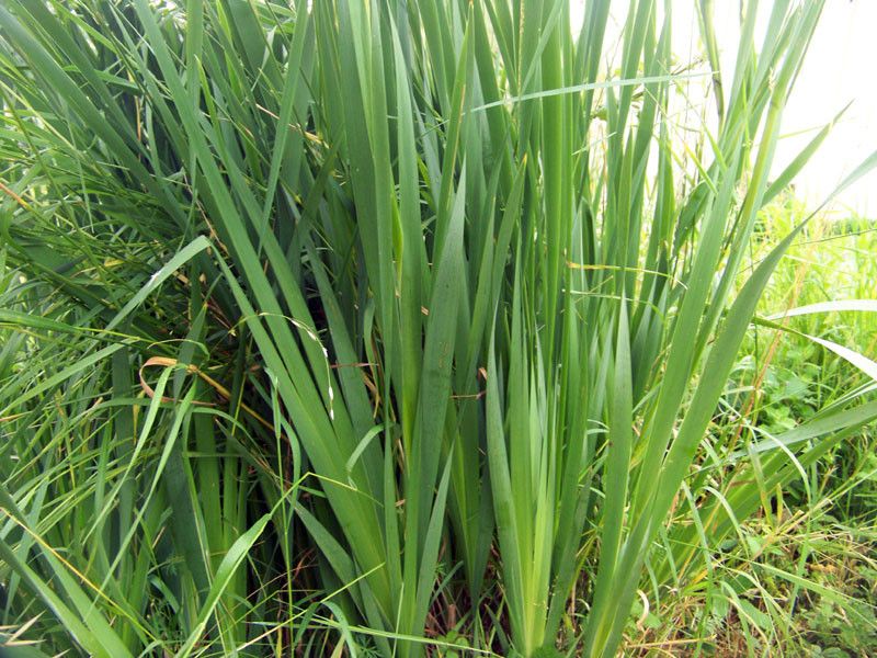 Iris orientalis habit