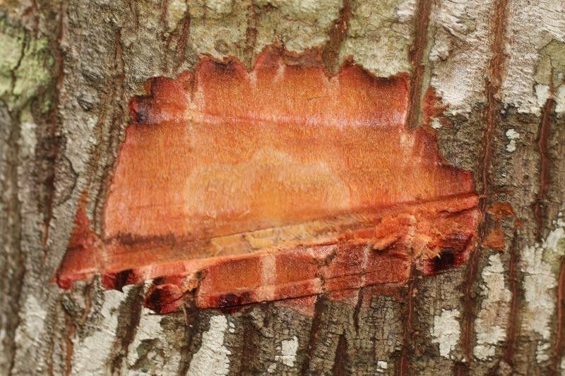 Byrsonima altissima other