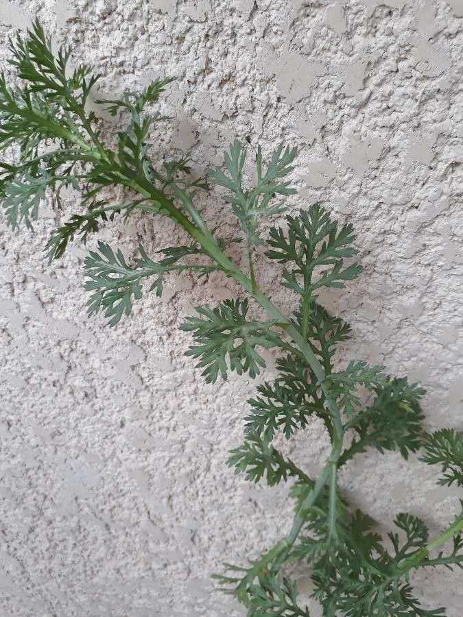 Chrysanthemum coronarium leaf