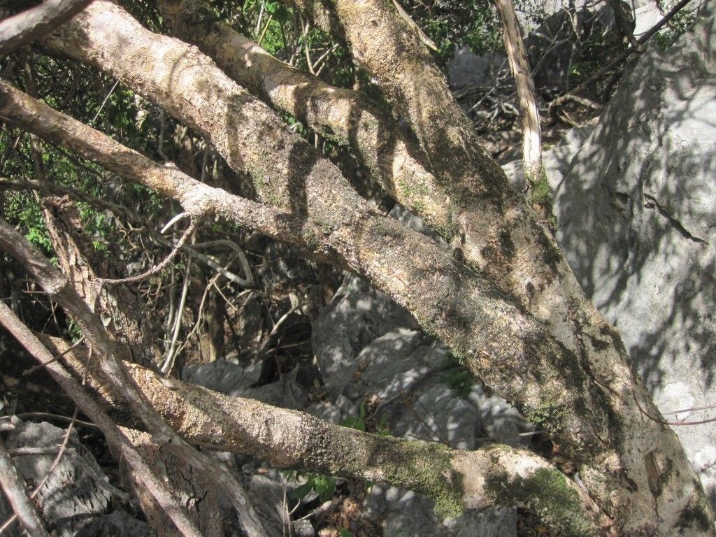 Phyllanthus calcicola habit