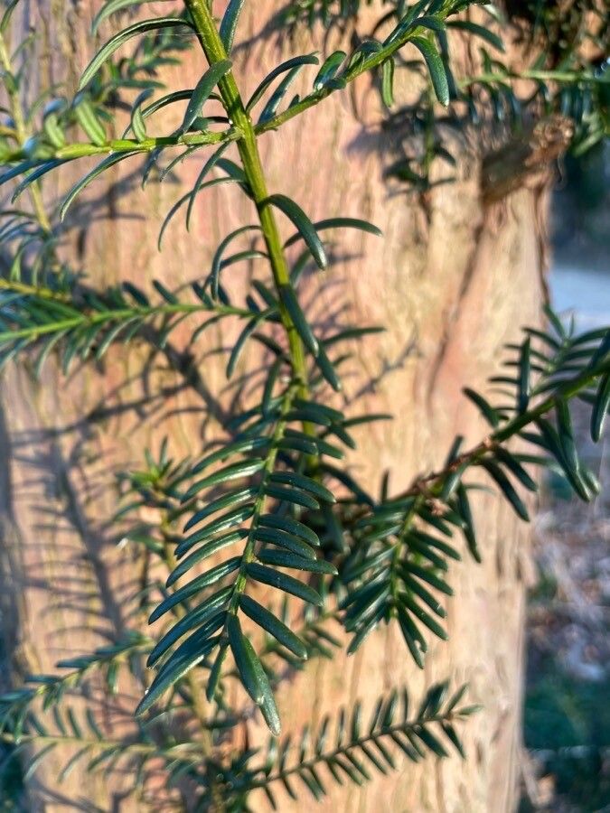 Taxus brevifolia leaf