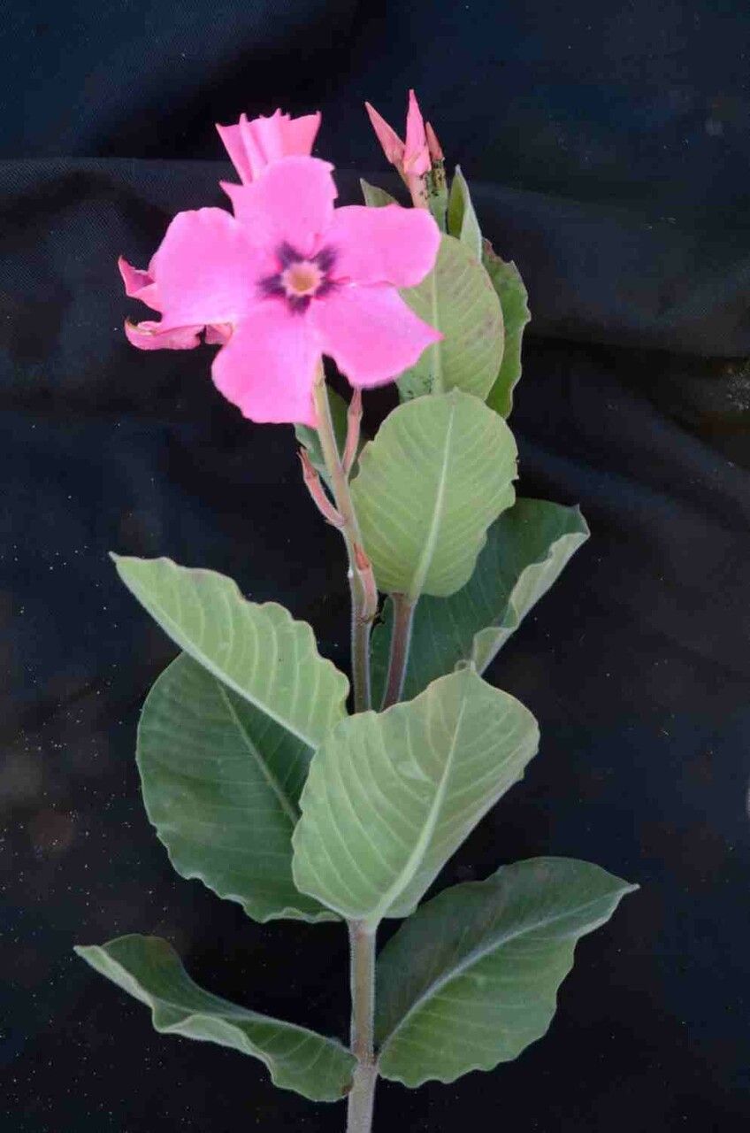 Mandevilla illustris — houseplant care guide
