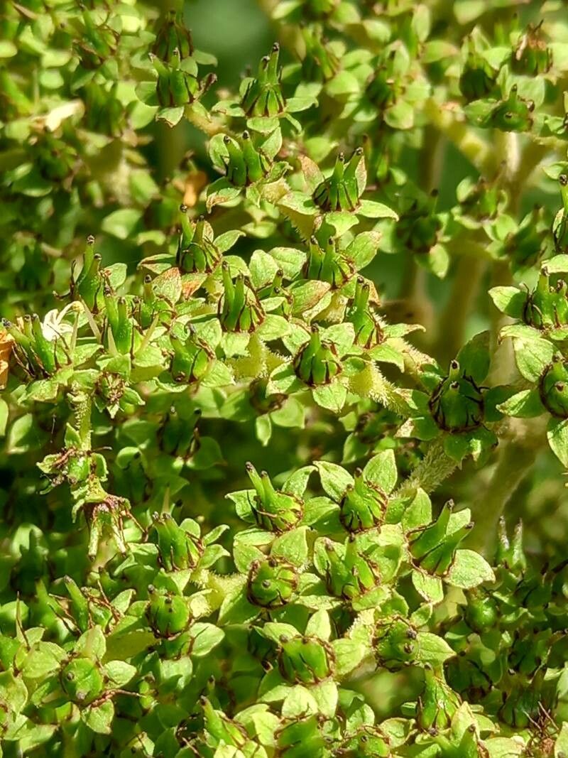 Rodgersia podophylla fruit
