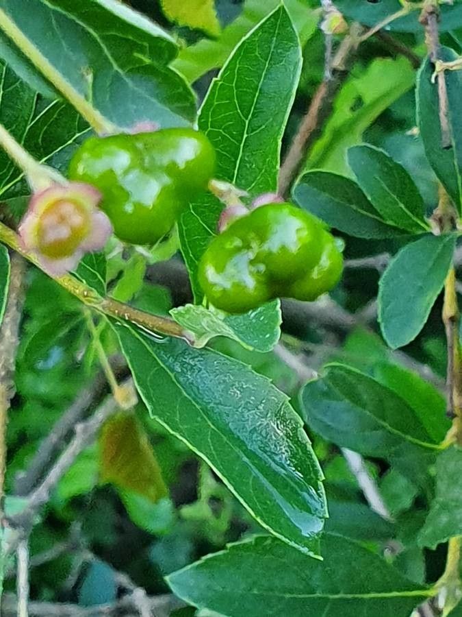 Rotheca myricoides fruit