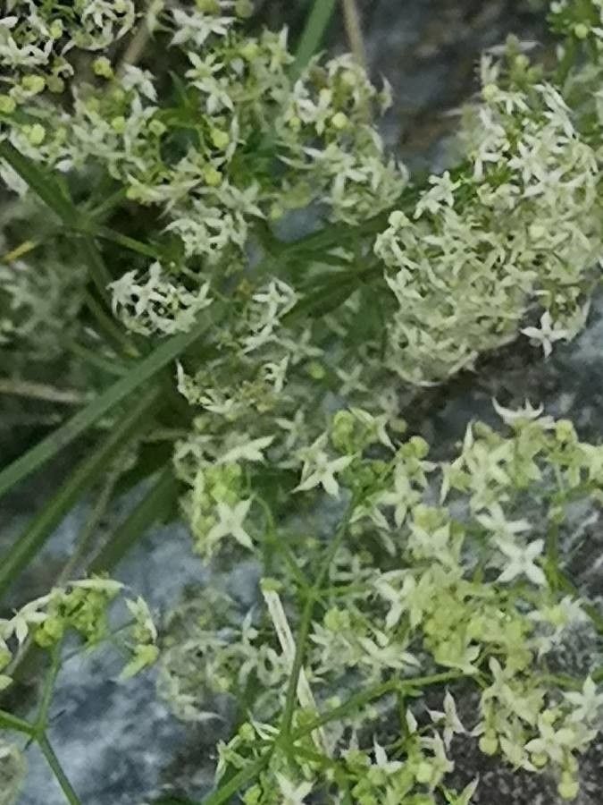Galium obliquum habit