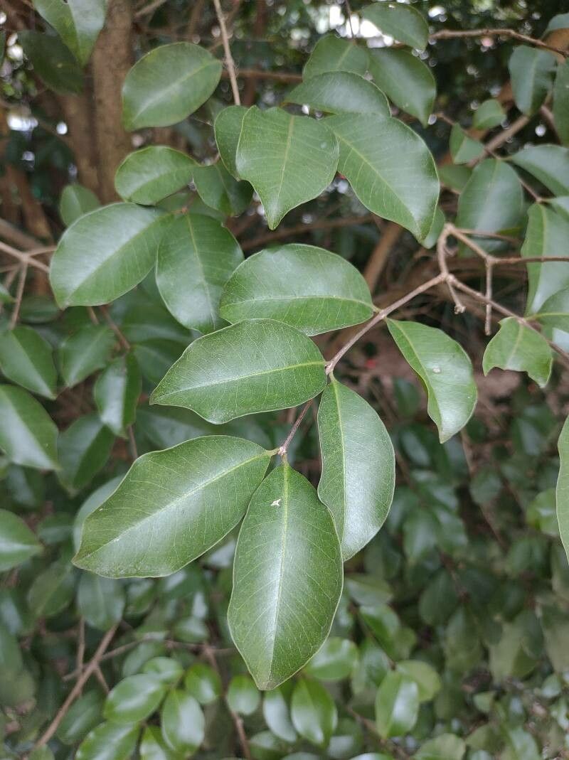 Psidium myrtoides — search result for 'Psidium'