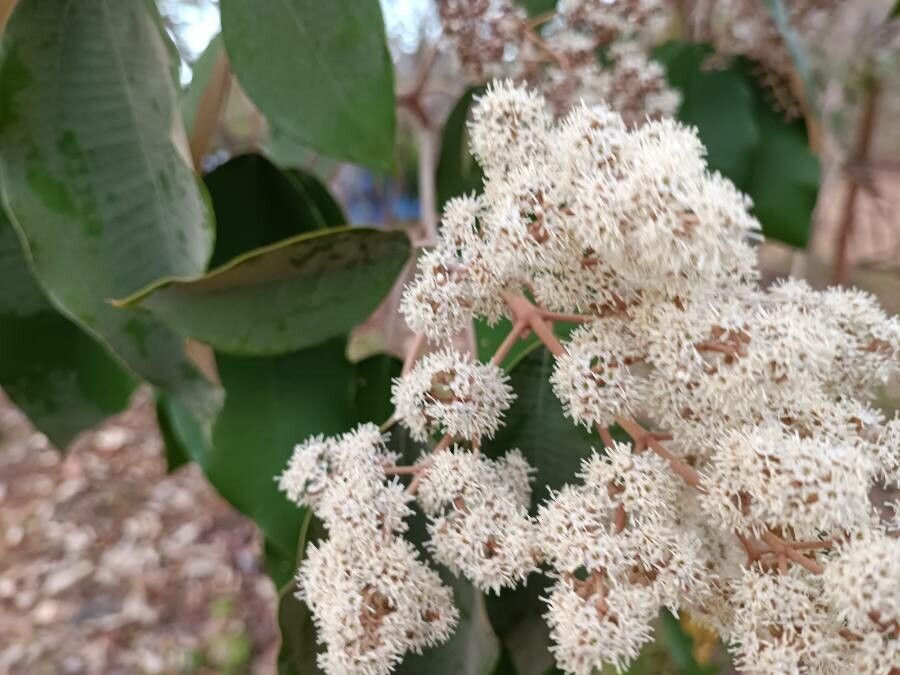Miconia elata flower