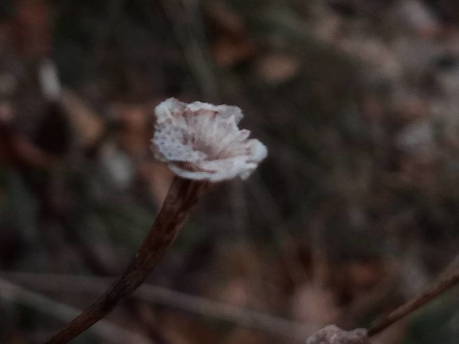 Armeria girardii fruit