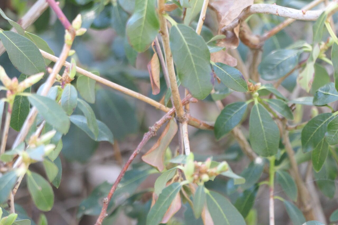 Rhododendron rigidum bark