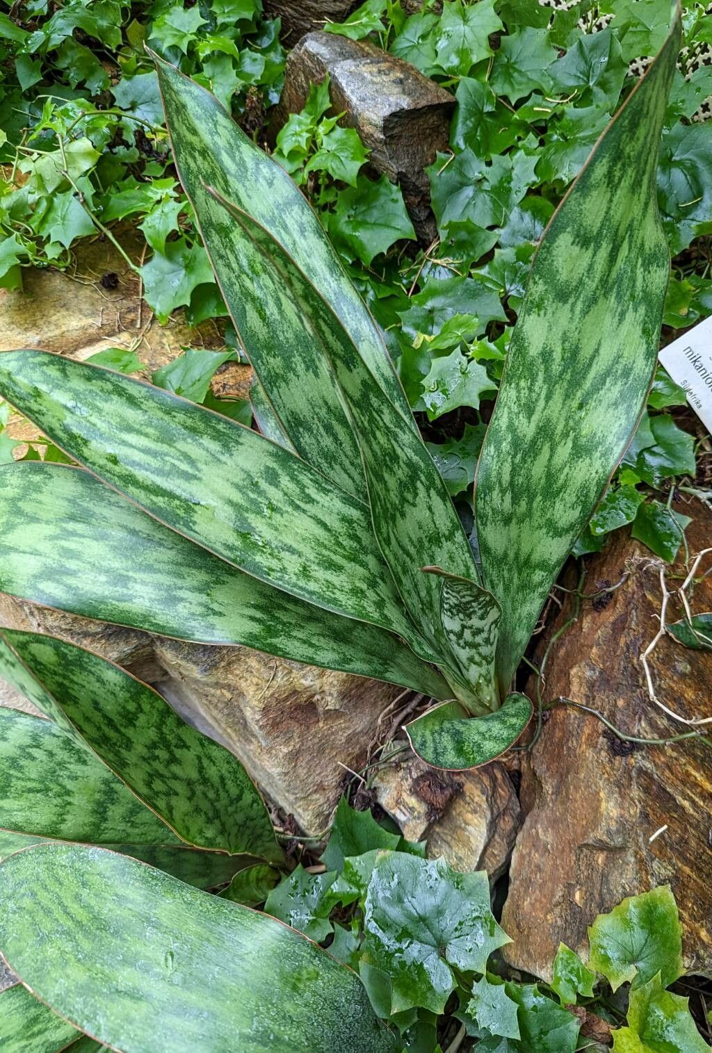Sansevieria fasciata — search result for 'Sansevieria'