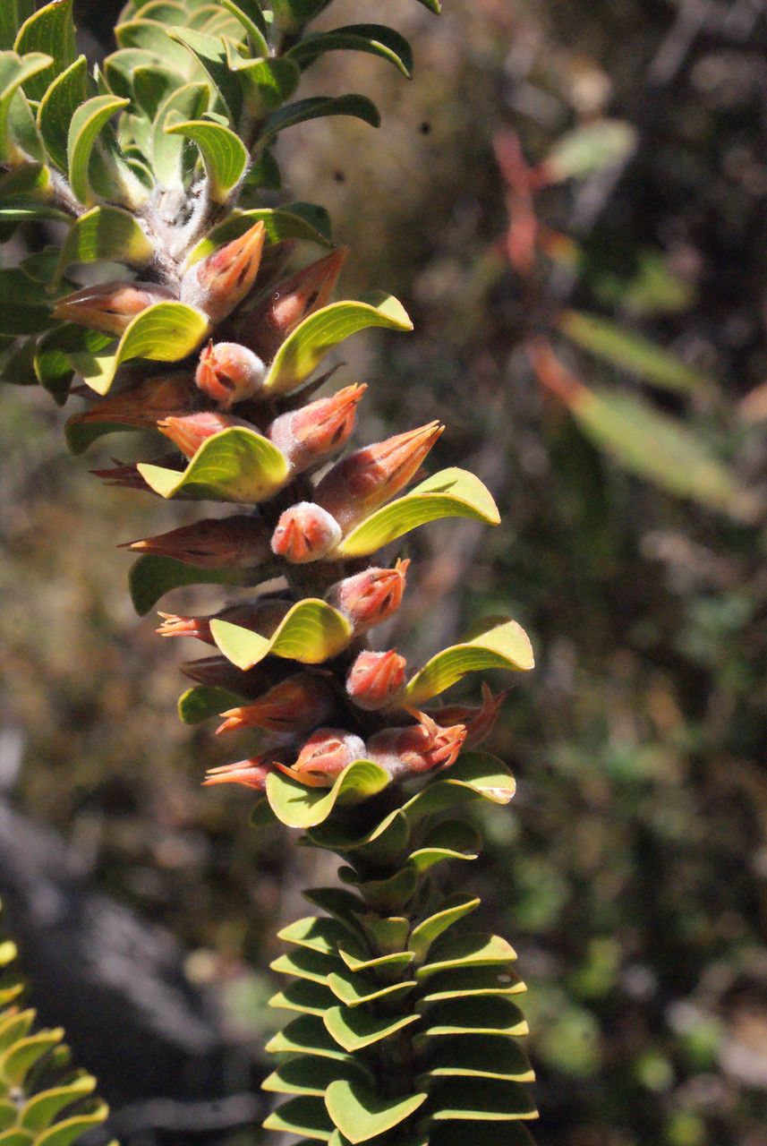 Melaleuca inops flower