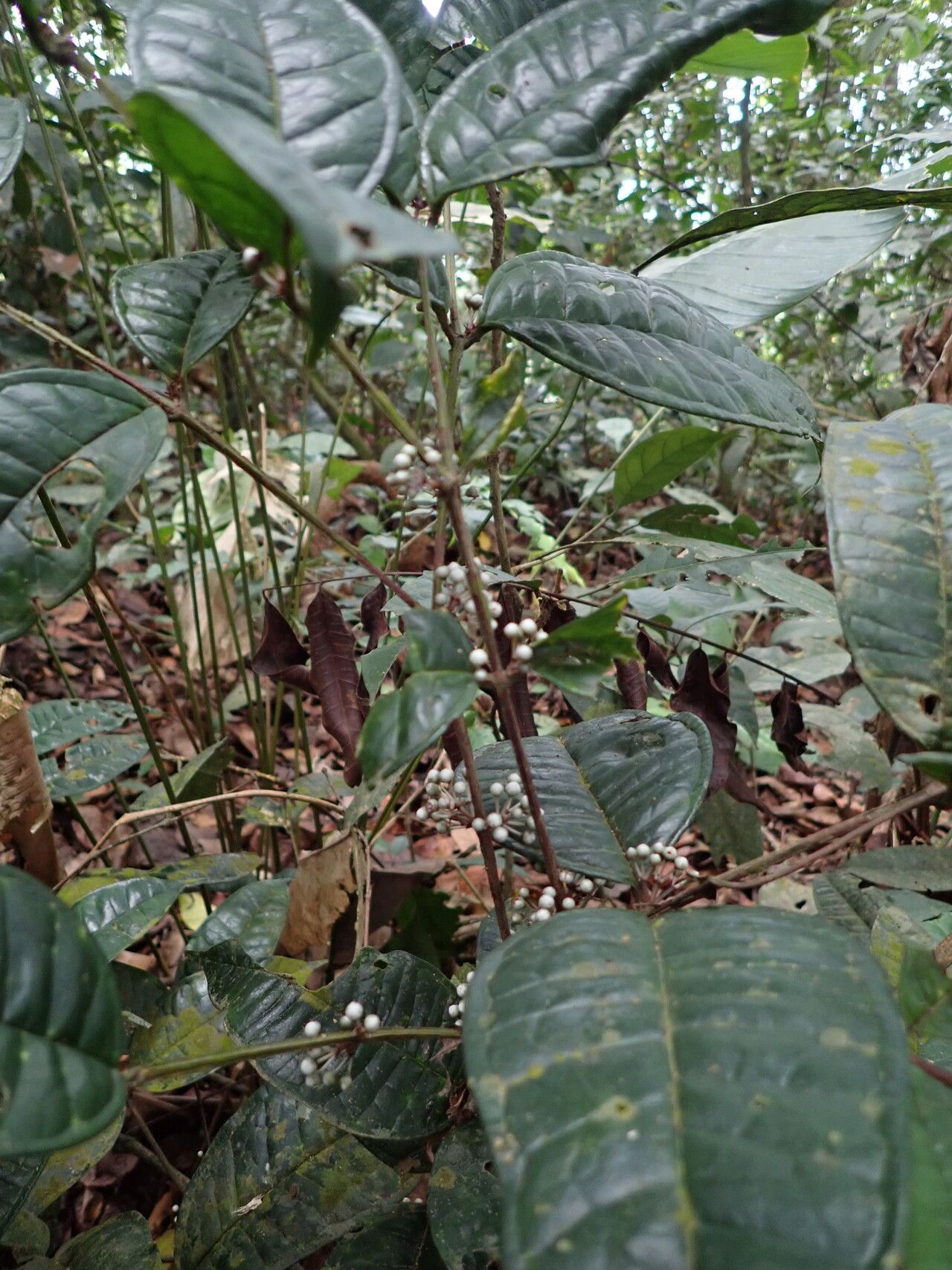 Memecylon zenkeri habit