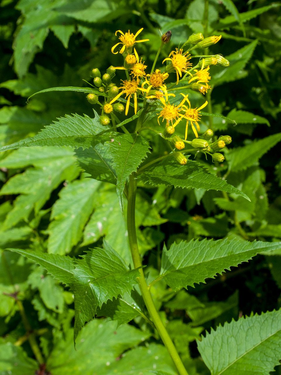 Senecio triangularis — search result for 'Senecio'