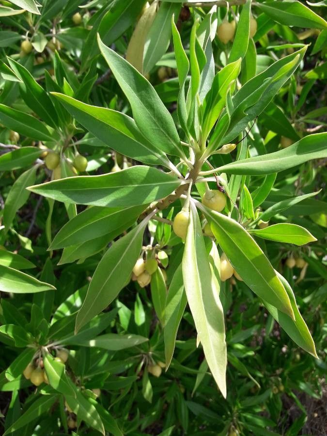 Bontia daphnoides fruit