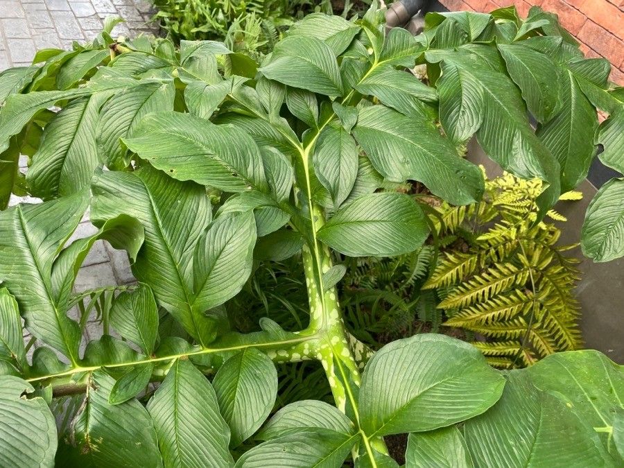 Amorphophallus muelleri — search result for 'Amorphophallus'