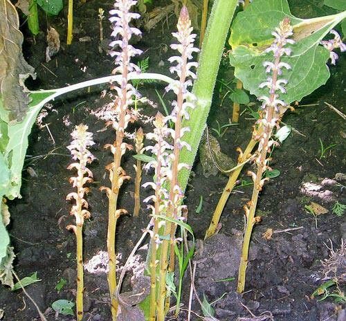 Orobanche cernua bark