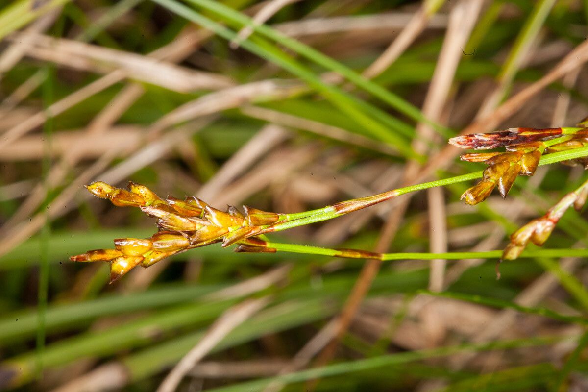 Carex digitata flower