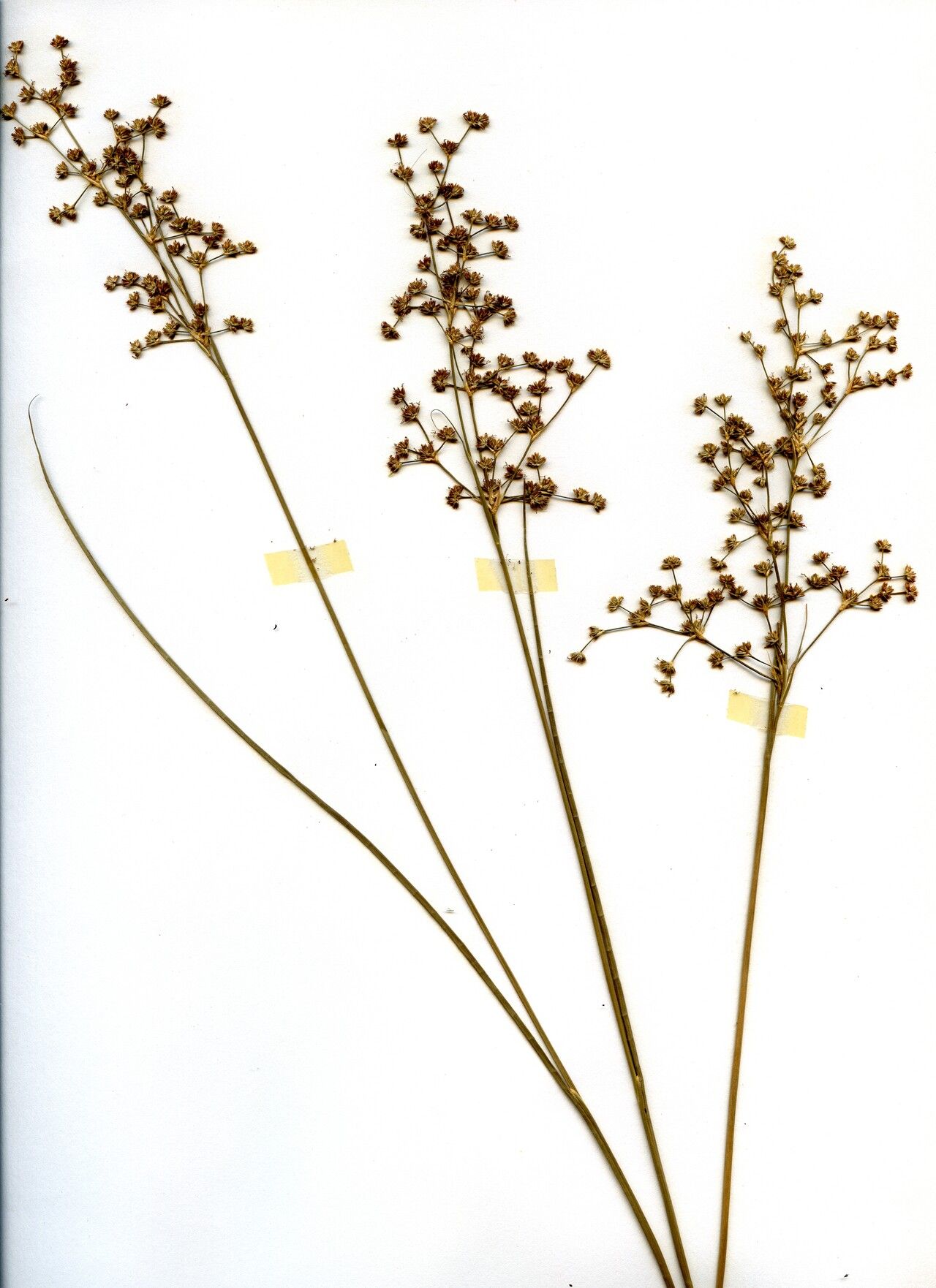 Juncus brachycephalus flower