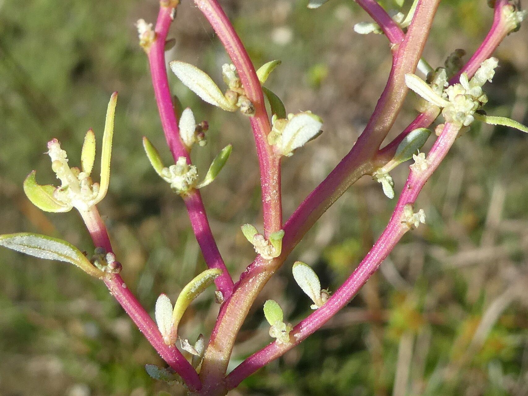 Chenopodium glaucum bark