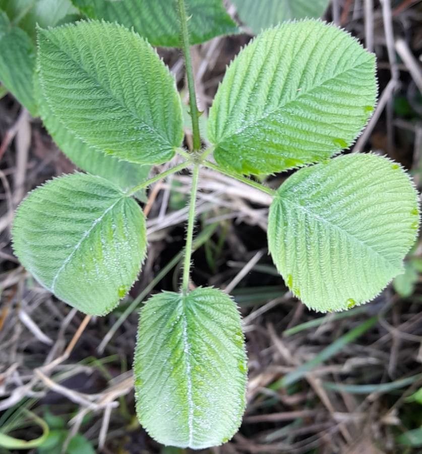 Rubus urticifolius — search result for 'Rubus'