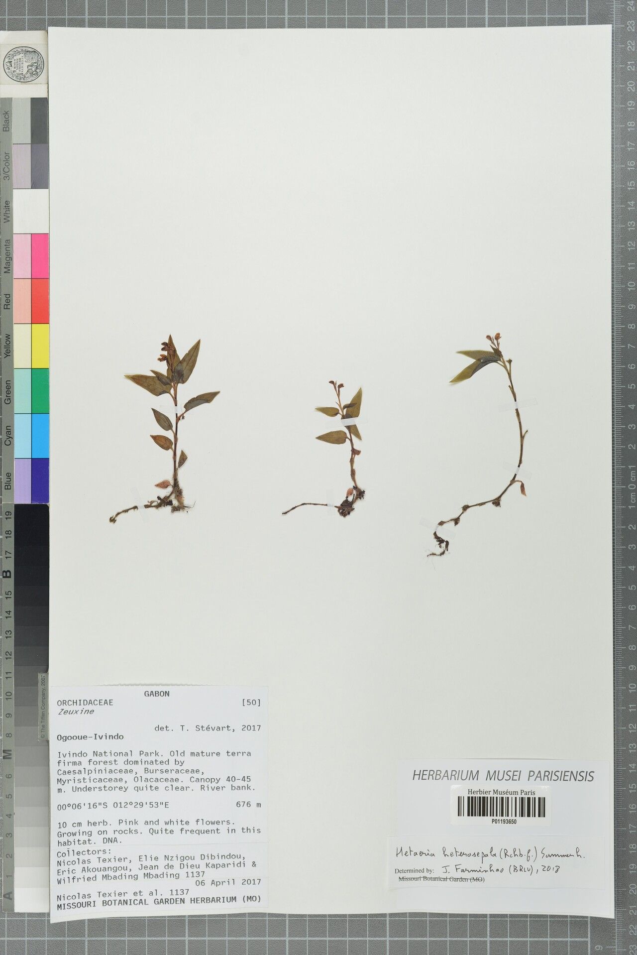 Hetaeria heterosepala — related species from the same genus