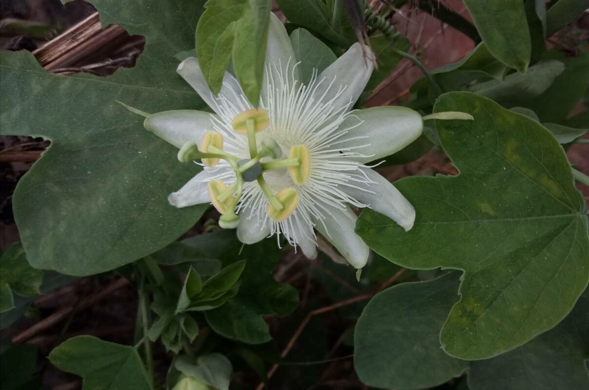 Passiflora subpeltata flower