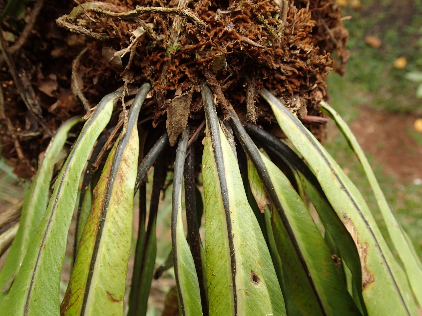 Asplenium africanum other