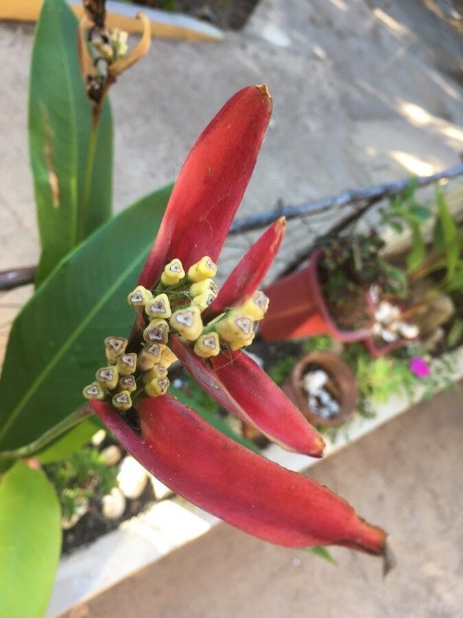 Heliconia bihai fruit