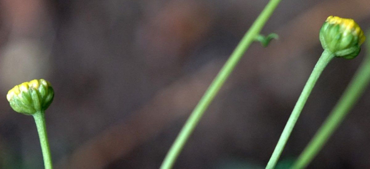 Santolina pectinata bark