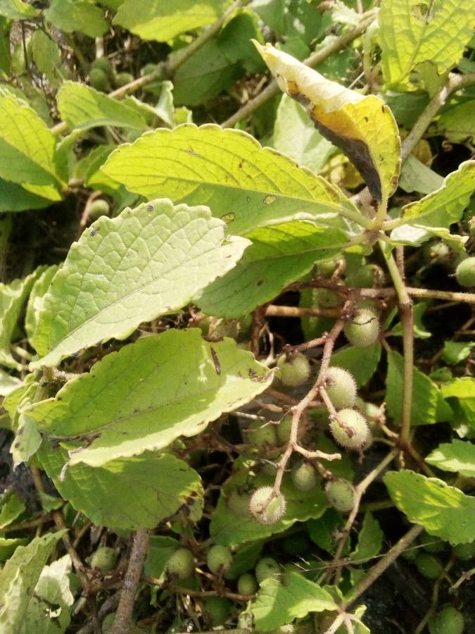 Cyphostemma hypoleucum — search result for 'Namibia'