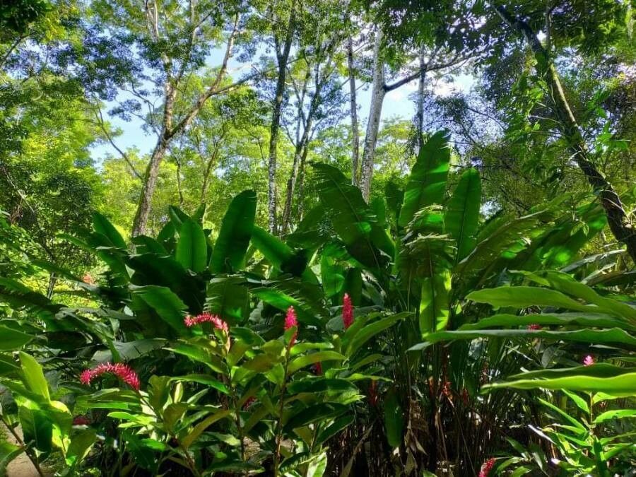 Alpinia purpurata habit