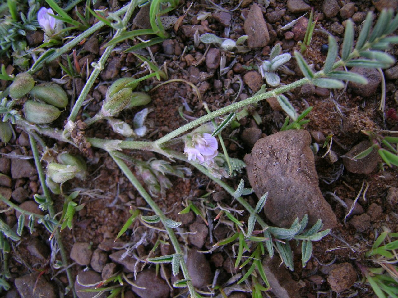 Astragalus micranthellus flower